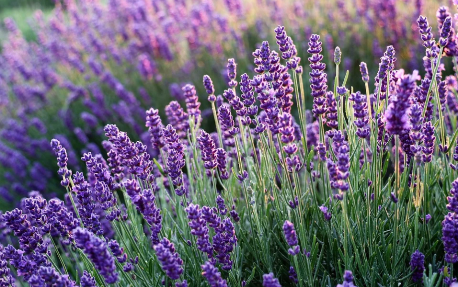 PPT转PDF双面打印如何设置 PPT转PDF双面打印如何设置