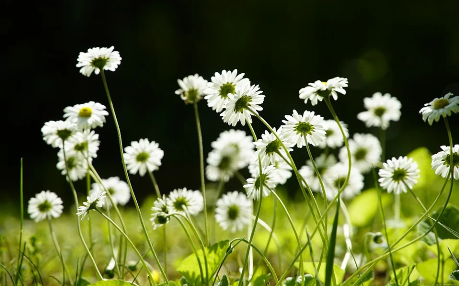 怎么合并PDF 怎么合并PDF