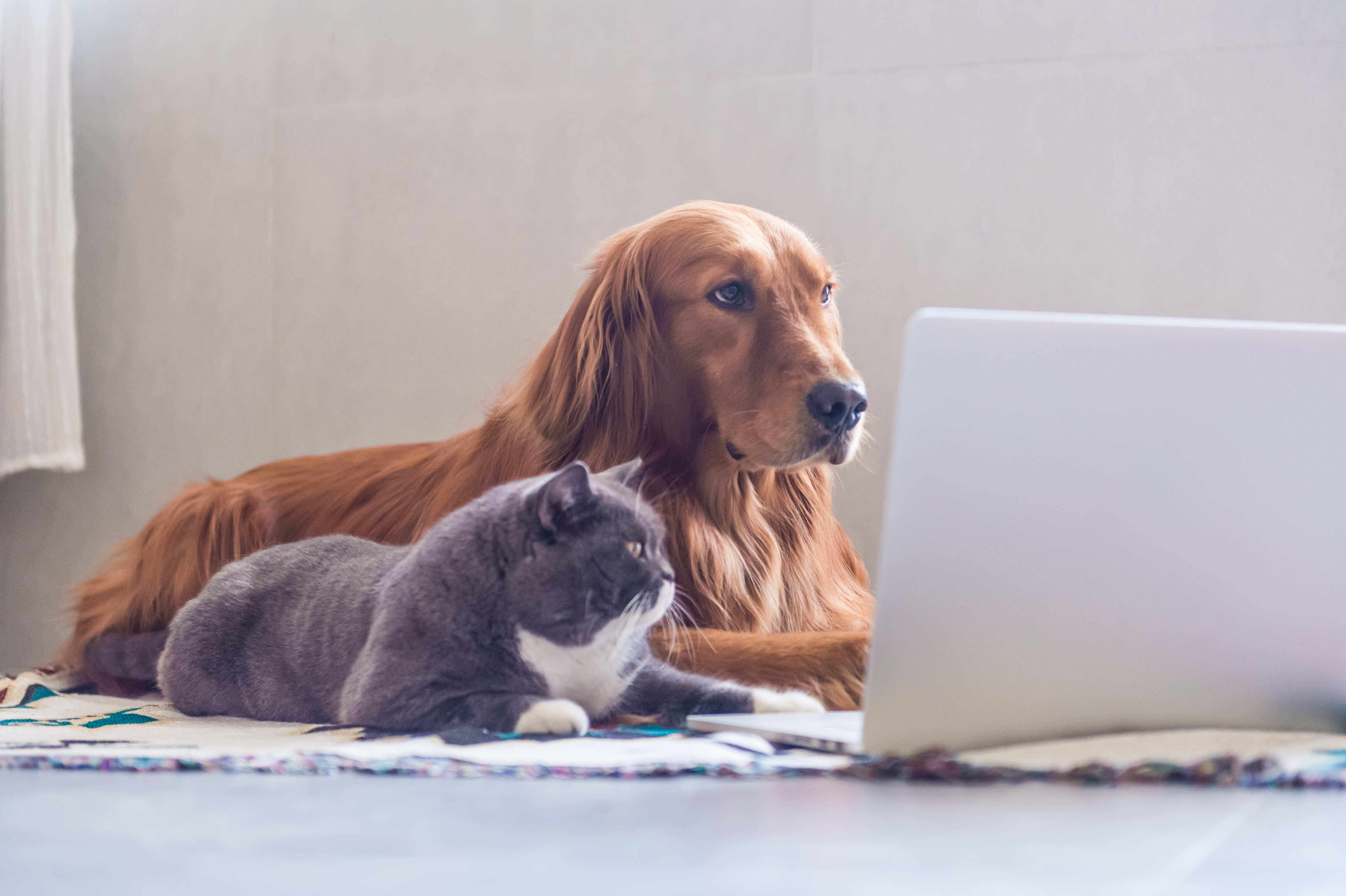 怎么批量编辑PDF文件？高级PDF编辑器这样操作