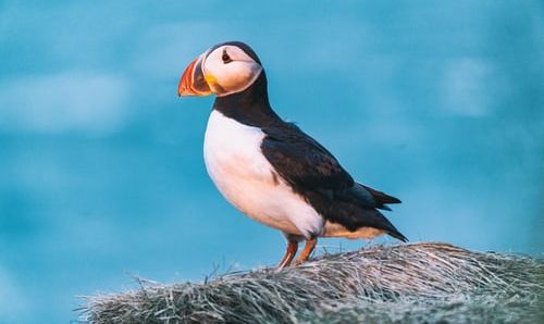 ofd添加图像标注,三步搞定!