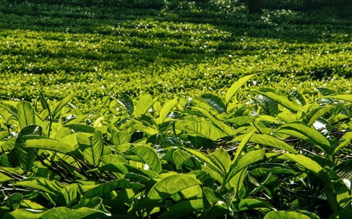 如何批量给pdf加水印？办公文员必备技能！