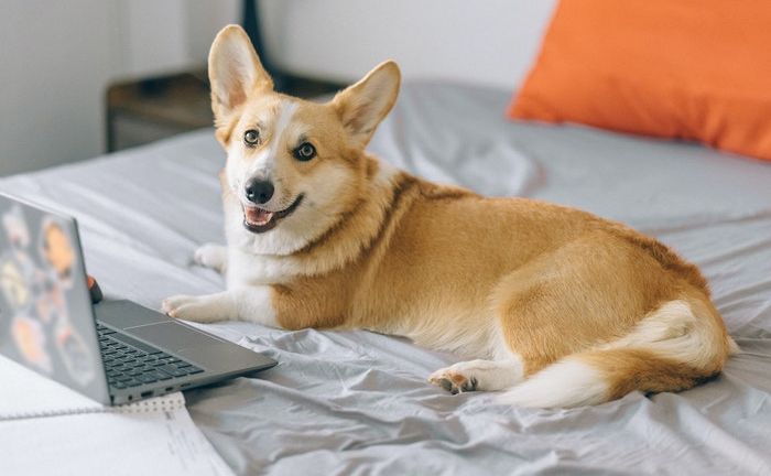 怎样给PDF文档加水印？对“拿来主义”说不！